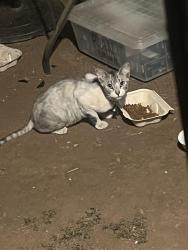 Found/Stray Unknown Cat last seen E street, San Diego, CA 92101