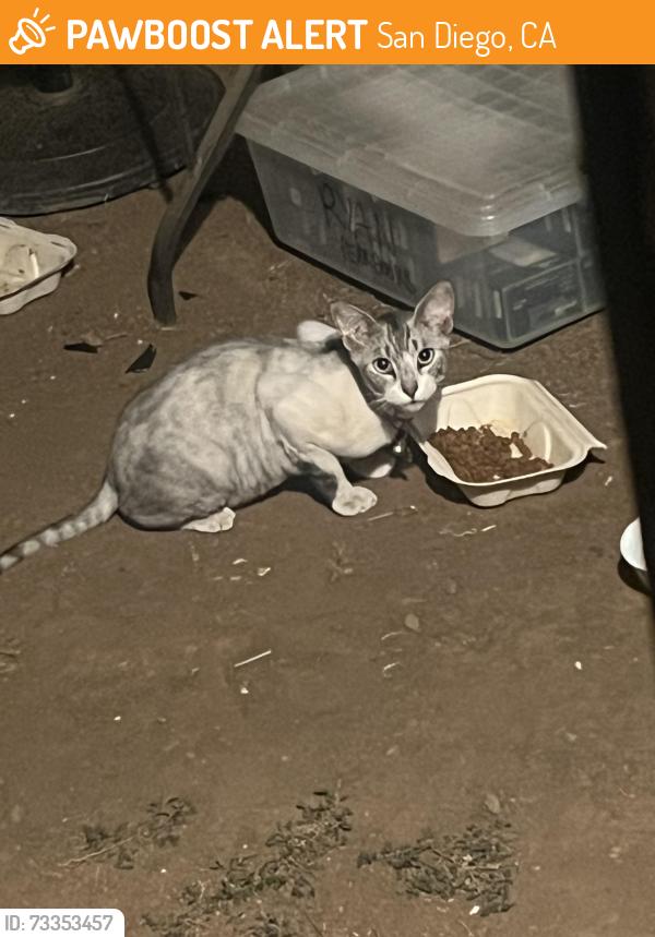 Found/Stray Unknown Cat last seen E street, San Diego, CA 92101