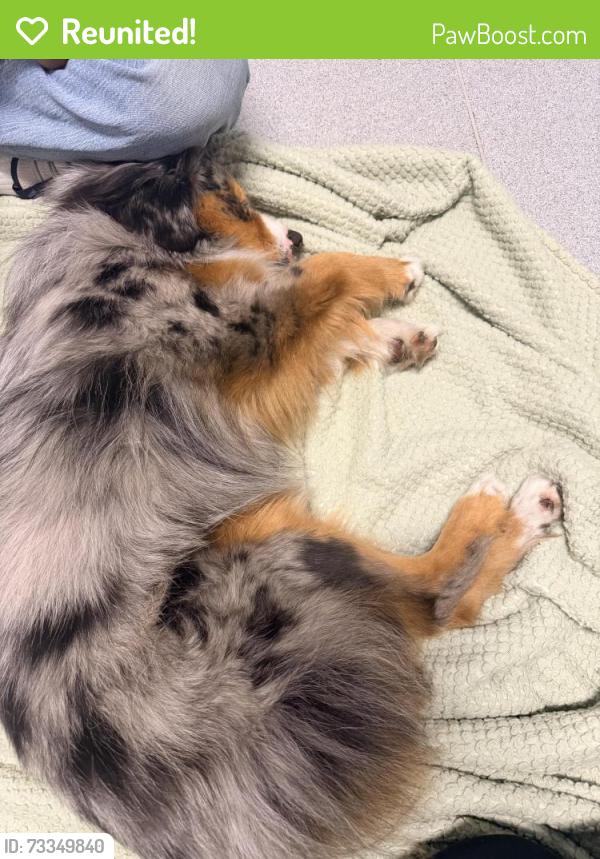 Reunited Male Dog last seen W battles Rd, Santa Maria, CA 93458