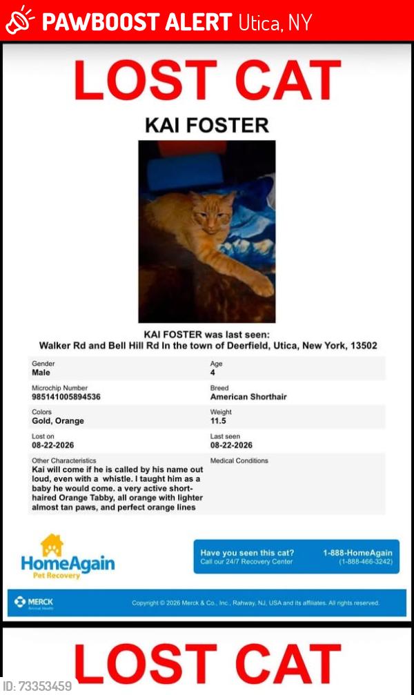 Lost Male Cat last seen Bell hill walker rd, Utica, NY 13502