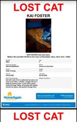 Lost Male Cat last seen Bell hill walker rd, Utica, NY 13502