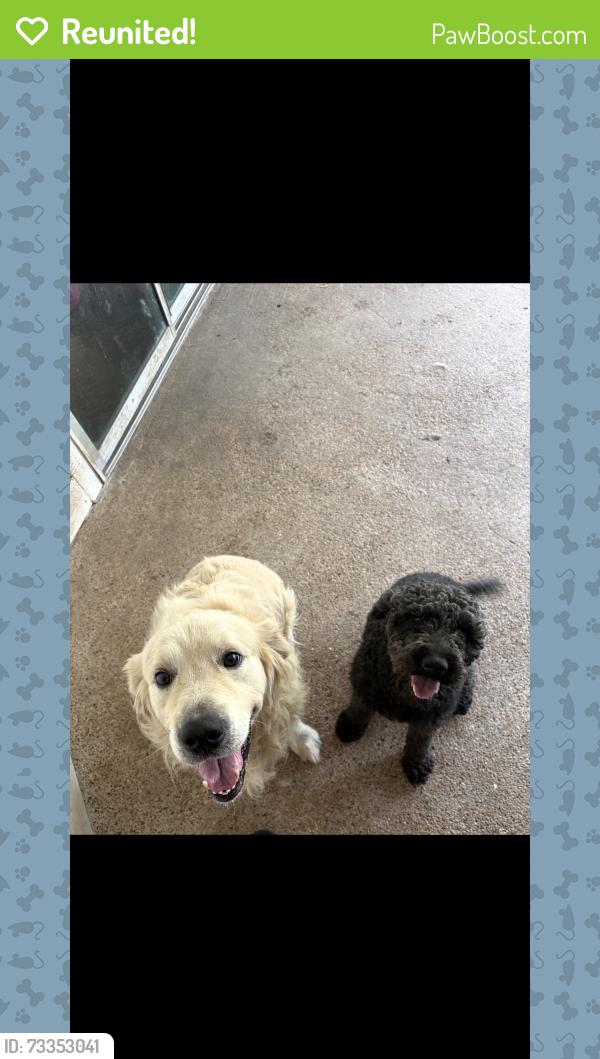 Reunited Male Dog last seen Near timberbrook dr spring Texas, Spring, TX 77373