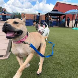 Shelter Stray Female Dog last seen , Animal Care & Control Team of Philly, 111 W Hunting Park Ave, Philadelphia, PA 19140, USA