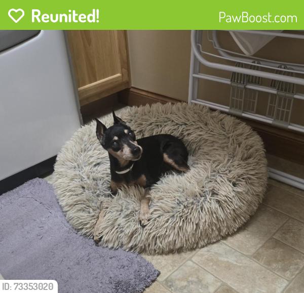 Reunited Female Dog last seen Raleigh Lane and Bullis Drive Marion Iowa, Marion, IA 52302