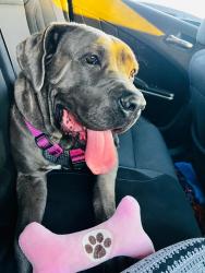 Lost Female Dog last seen Alder ave, merrill ave fontana, Fontana, CA 92335