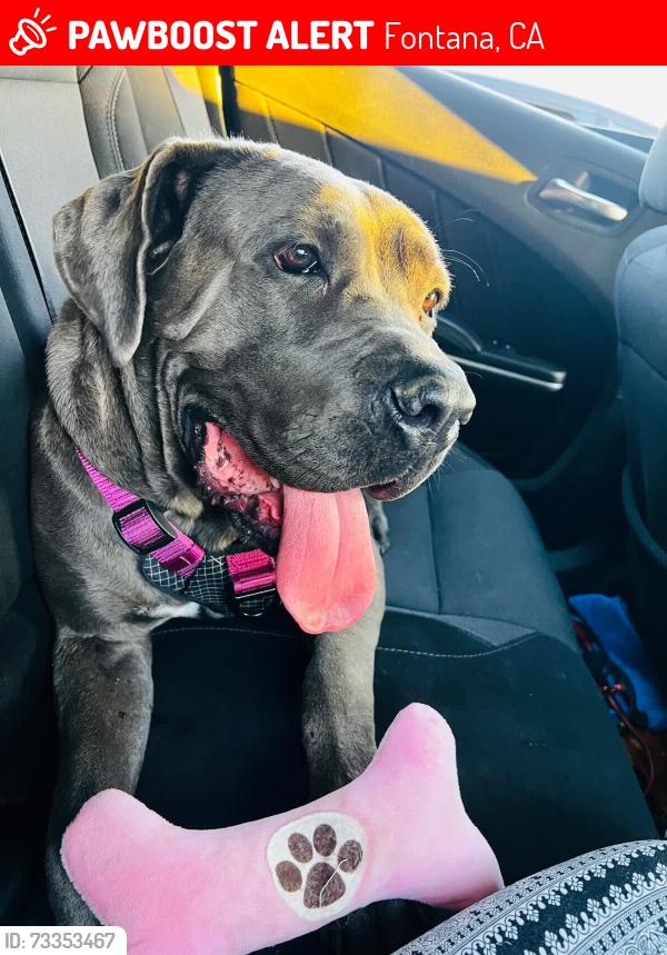 Lost Female Dog last seen Alder ave, merrill ave fontana, Fontana, CA 92335