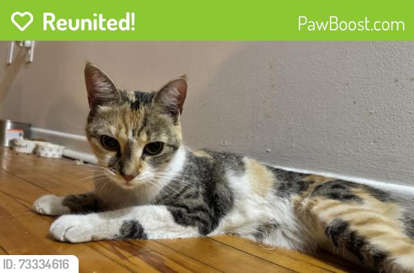 Reunited Female Cat last seen Dawn St and Evans Ave, Halifax, NS B3M 3J3