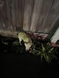 Found/Stray Female Dog last seen Hight st and Brookdale ave, Oakland, CA 94601