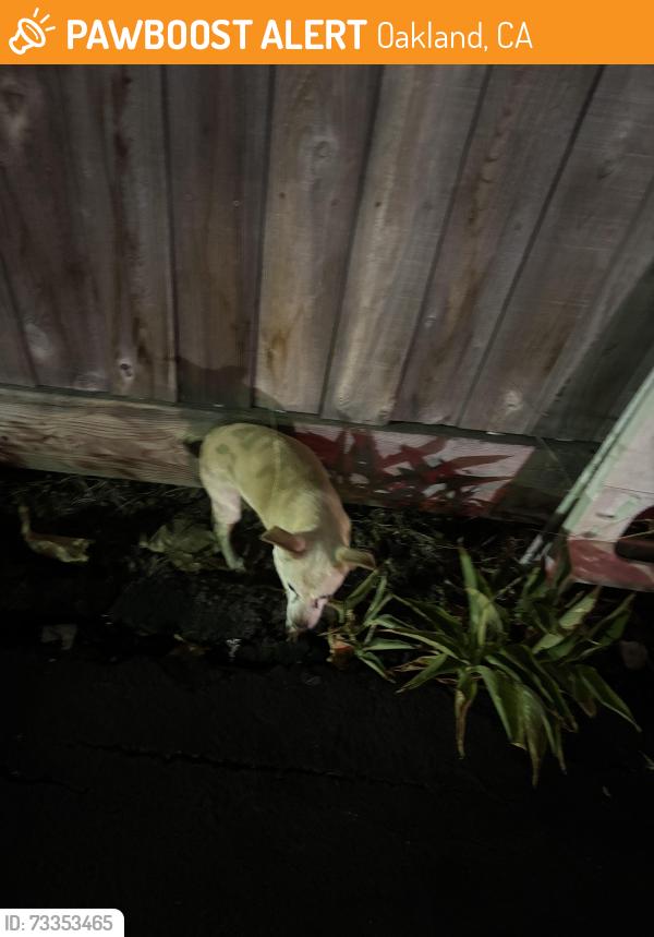 Found/Stray Female Dog last seen Hight st and Brookdale ave, Oakland, CA 94601