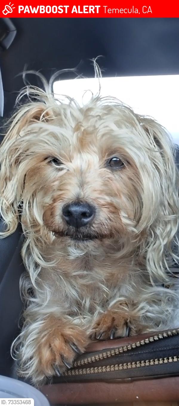 Lost Male Dog last seen Pechanga Casino, Temecula, CA 92592