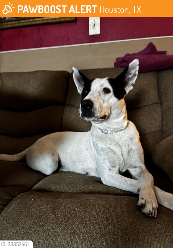 Found/Stray Female Dog last seen Bob white, Houston, TX 77096