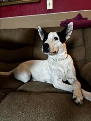 Found/Stray Female Dog last seen Bob white, Houston, TX 77096