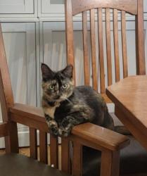 Lost Female Cat last seen Forest Drive, Circle Pines, MN 55014