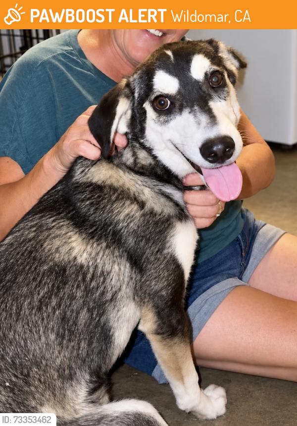 Found/Stray Male Dog last seen Bundy canyon road, Wildomar, CA 92595