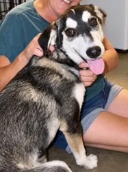Found/Stray Male Dog last seen Bundy canyon road, Wildomar, CA 92595