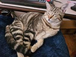 Reunited Female Cat last seen Well and Coronet, Belmont, CA 94002