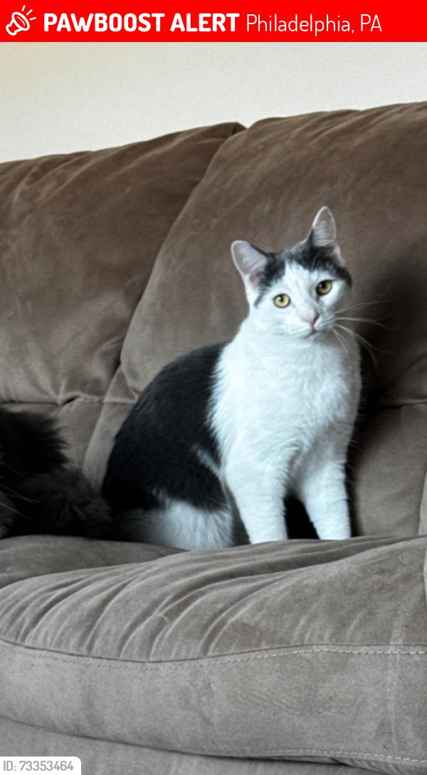 Lost Male Cat last seen Near, Philadelphia, PA 19115