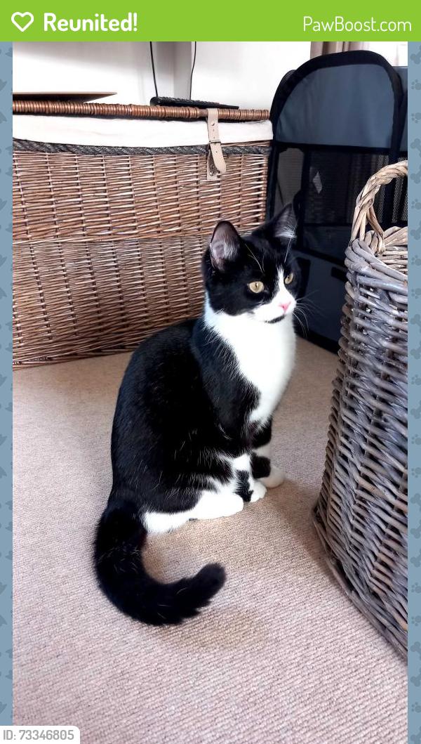Reunited Male Cat last seen Swan Street, Ashwell, Ashwell, England SG7 5NY