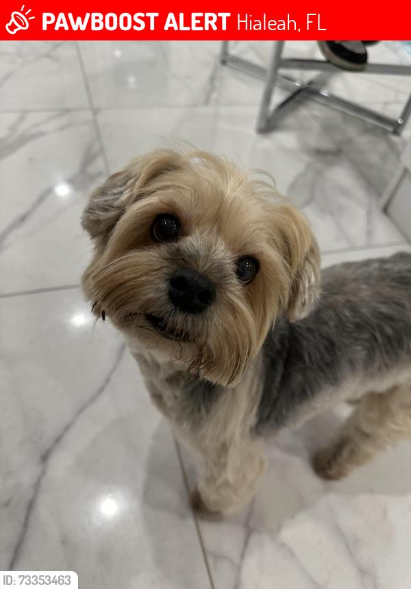 Lost Female Dog last seen West 51 street, Hialeah, FL 33012