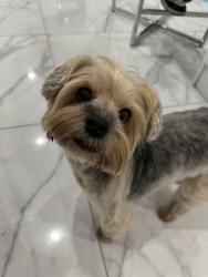 Lost Female Dog last seen West 51 street, Hialeah, FL 33012