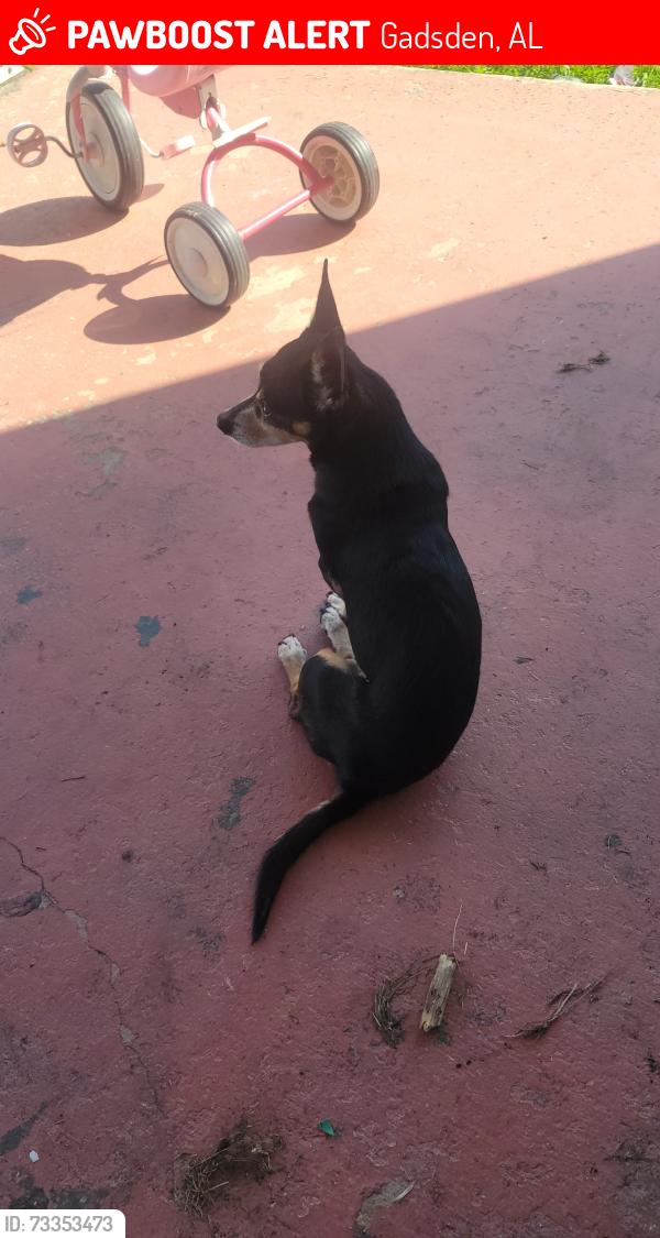 Lost Male Dog last seen Near brookwood drive gadsden alabama, Gadsden, AL 35903