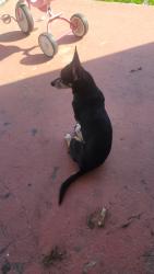 Lost Male Dog last seen Near brookwood drive gadsden alabama, Gadsden, AL 35903