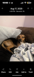 Lost Male Dog last seen Was last seen rum down by kgab, Berwick, PA 18603