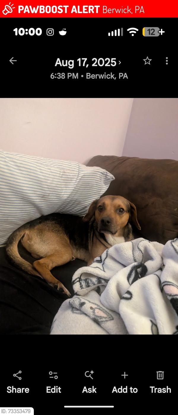 Lost Male Dog last seen Was last seen rum down by kgab, Berwick, PA 18603