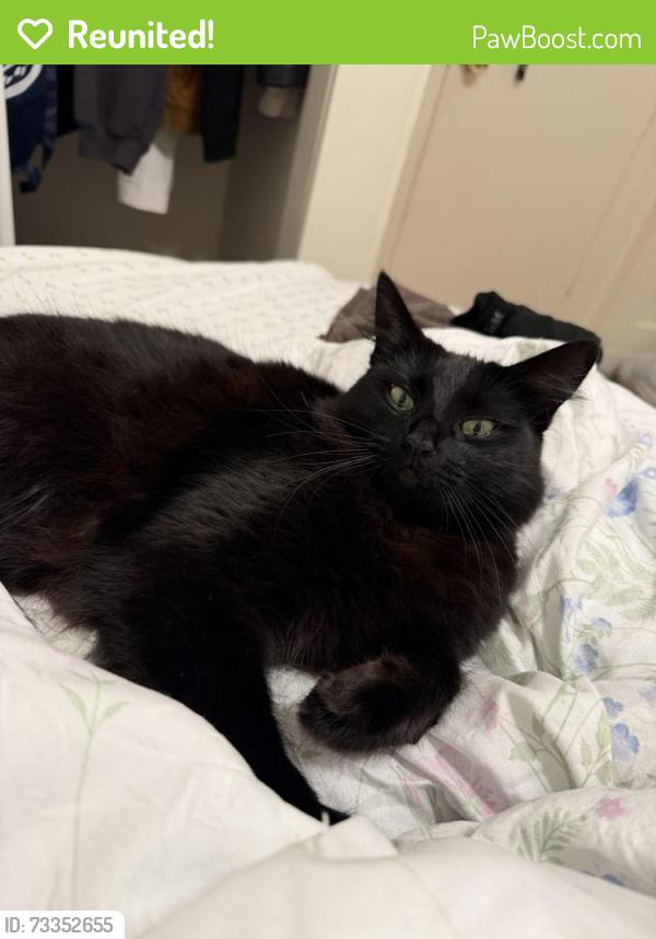 Reunited Female Cat last seen Carolina st, Sonoma st, Vallejo, CA 94590