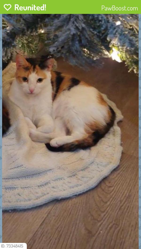 Reunited Female Cat last seen Food 4 les, Los Angeles, CA 90037