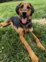 Reunited Female Dog last seen Newton courthouse, Newton, NC 28658
