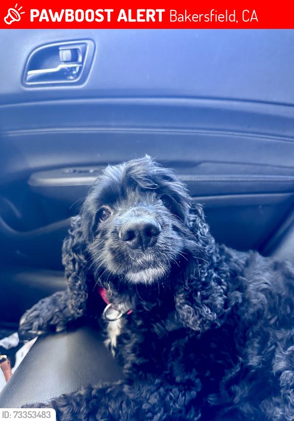 Deceased Female Dog last seen End of College near shadow ridge apmts, Bakersfield, CA 93306