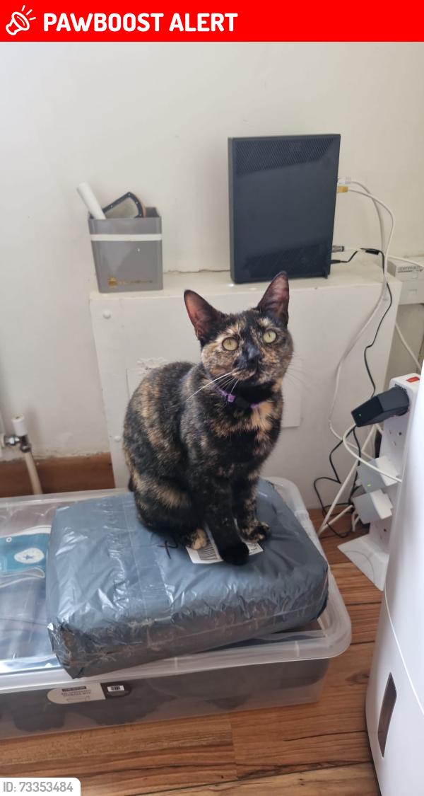 Lost Female Cat last seen Spar Thwaites Rd, Oswaldtwistle, England 