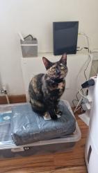 Lost Female Cat last seen Spar Thwaites Rd, Oswaldtwistle, England 