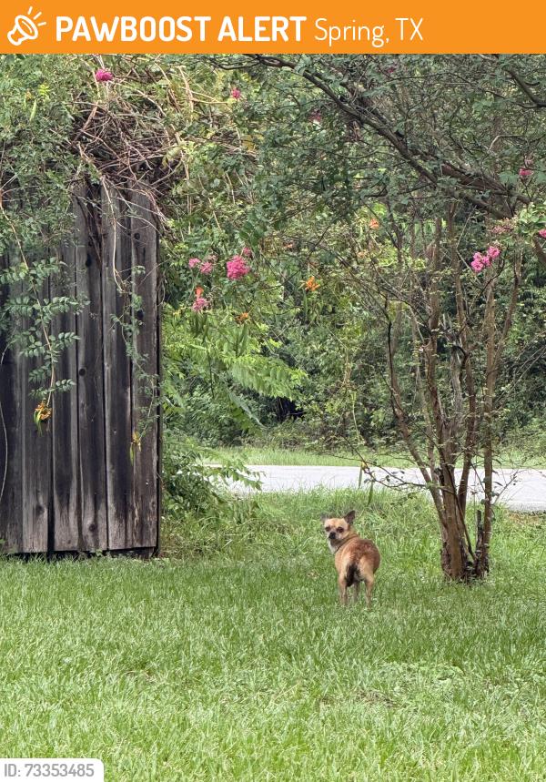 Found/Stray Unknown Dog last seen Near Ulrich Int School, Spring, TX 77388