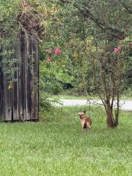Found/Stray Unknown Dog last seen Near Ulrich Int School, Spring, TX 77388