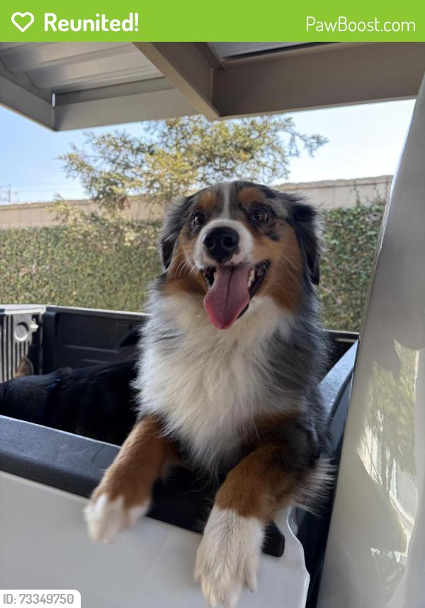 Reunited Male Dog last seen W Battles Rd, Santa Maria, CA, USA, Santa Maria, CA 93454