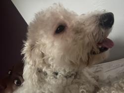 Lost Male Dog last seen Near hse, park, by Ross or Dds, Spring Valley, CA 91977