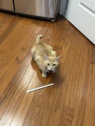 Reunited Male Cat last seen Near Ivy Ln, Senoia, GA 30276, USA, Senoia, GA 30276