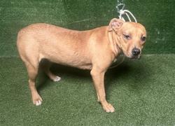 Shelter Stray Female Dog last seen , 5210 W Ave I, Lancaster, CA 93536, USA