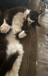 Lost Male Cat last seen Wilsonville Drive & Holly Street, Wilsonville, OR 97070