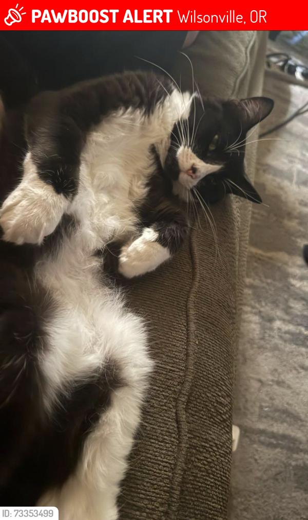 Lost Male Cat last seen Wilsonville Drive & Holly Street, Wilsonville, OR 97070