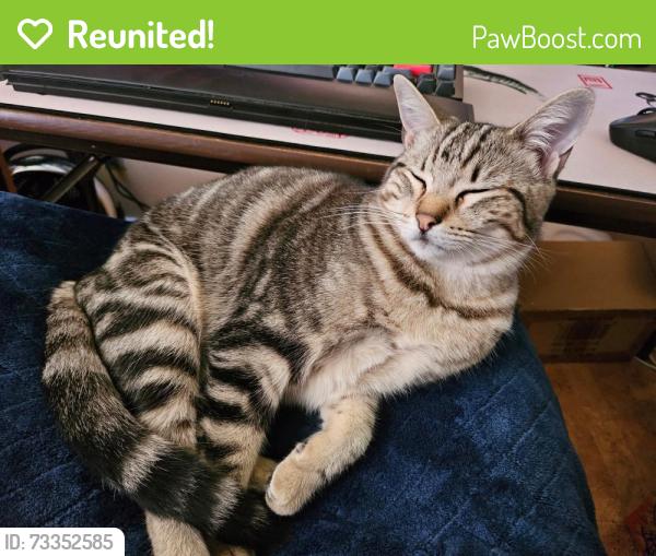Reunited Female Cat last seen Well and Coronet, Belmont, CA 94002