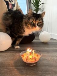 Lost Male Cat last seen Near se 32nd ave Hillsboro, Hillsboro, OR 97123