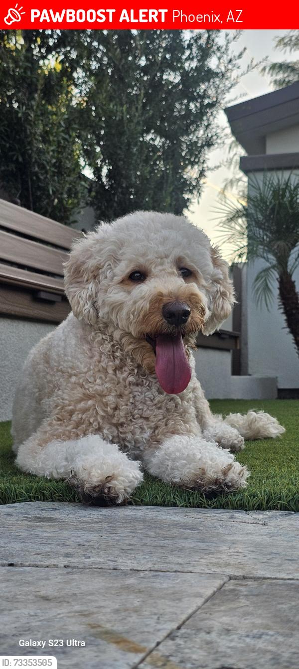 Lost Female Dog last seen 55Ave Camelback, Phoenix, AZ 85013
