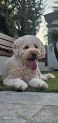 Lost Female Dog last seen 55Ave Camelback, Phoenix, AZ 85013