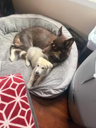 Lost Female Dog last seen Hwy 85 and wWebb Rd., Riverdale, Ga 20396, Riverdale, GA 30296