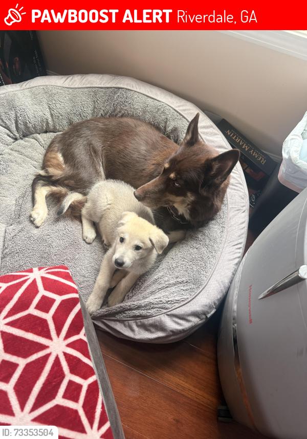 Lost Female Dog last seen Hwy 85 and wWebb Rd., Riverdale, Ga 20396, Riverdale, GA 30296