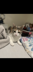 Lost Female Cat last seen n venice dr , roma st, Duncanville, TX 75116