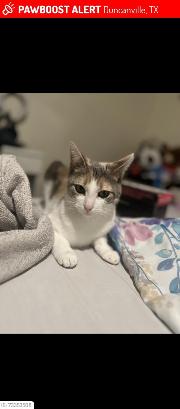 Lost Female Cat last seen n venice dr , roma st, Duncanville, TX 75116